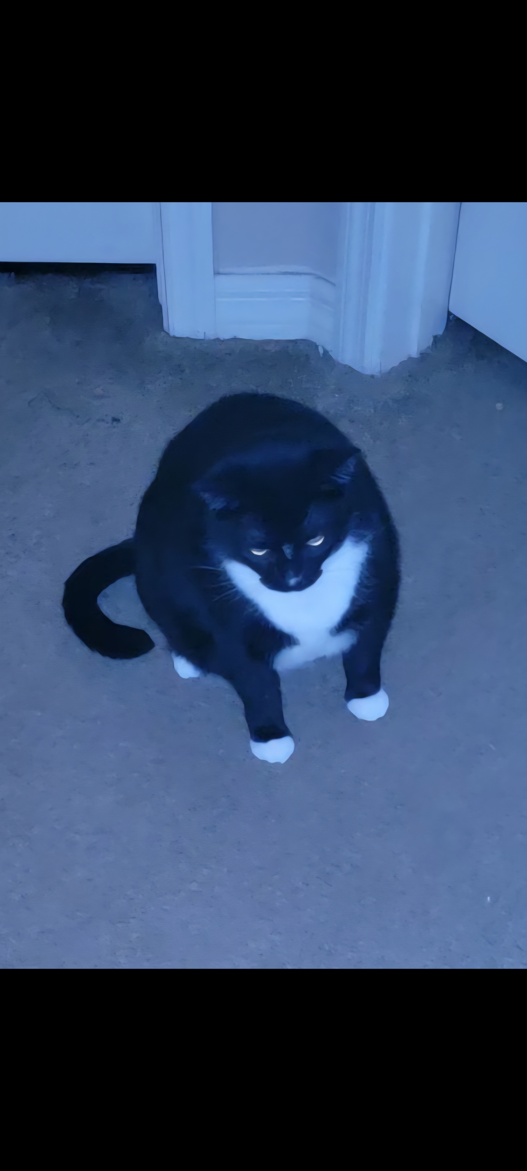 3yr old black and white short hair cat image 1