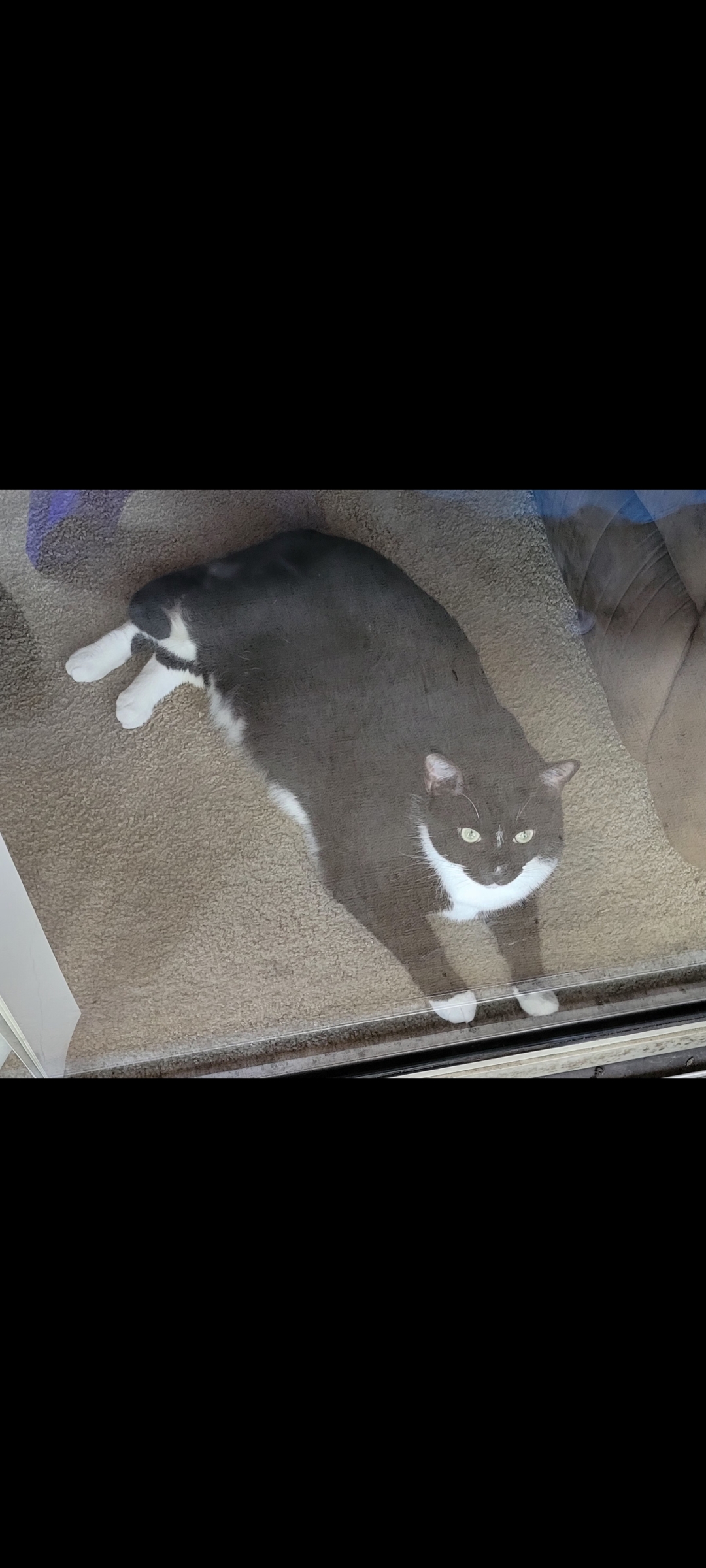 3yr old black and white short hair cat image 2