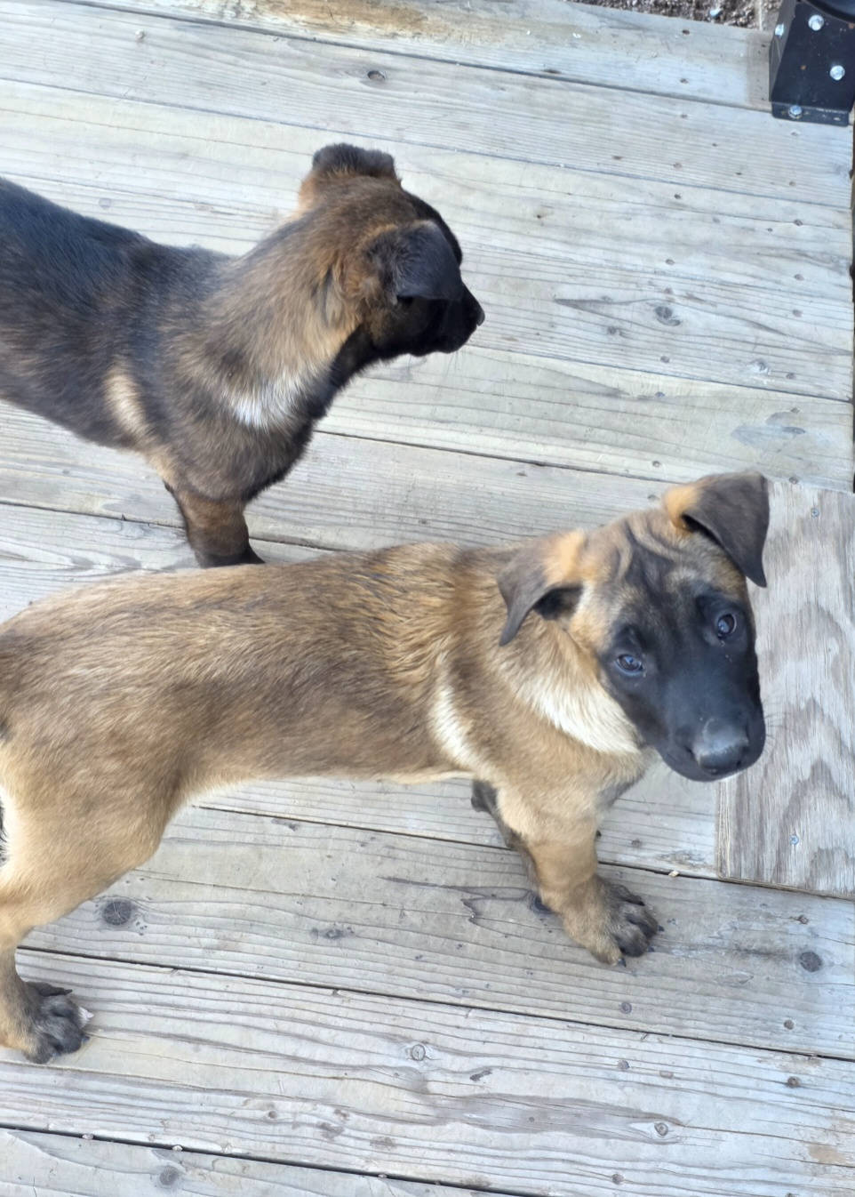 Purebred Belgian Malinois puppies. Now available image 5