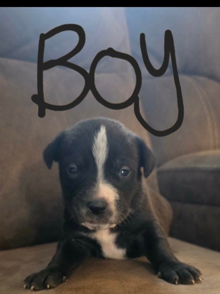 PUPPIES TO GOOD HOMES! image 10
