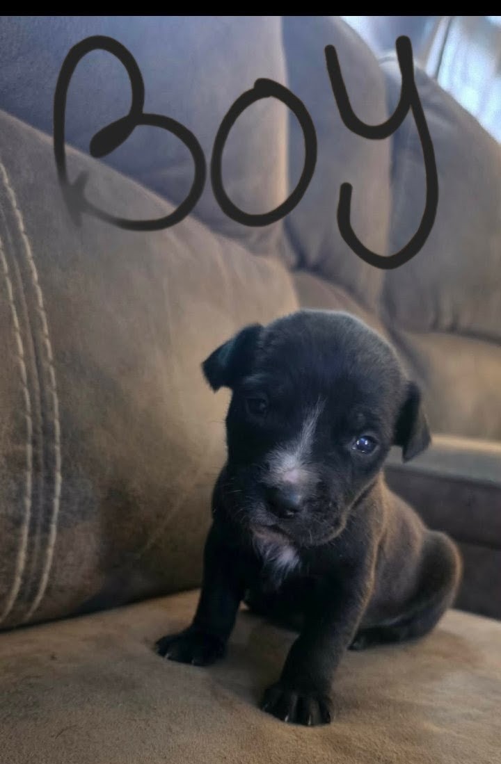 PUPPIES TO GOOD HOMES! image 9