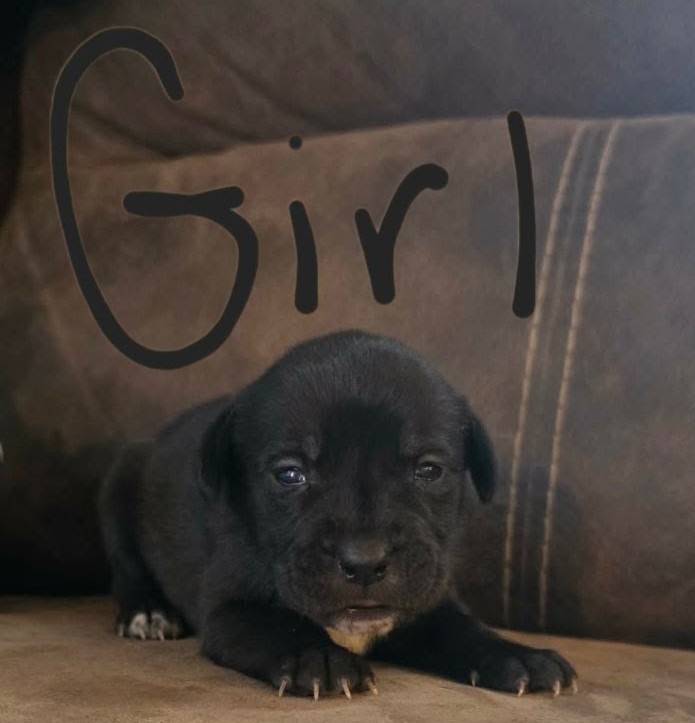PUPPIES TO GOOD HOMES! image 8