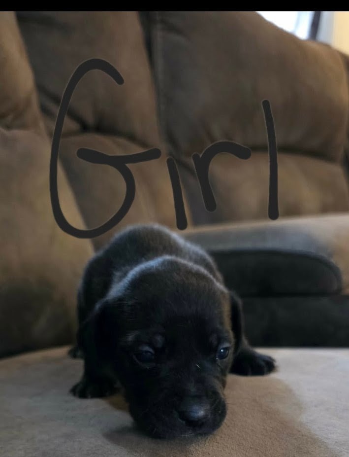 PUPPIES TO GOOD HOMES! image 7