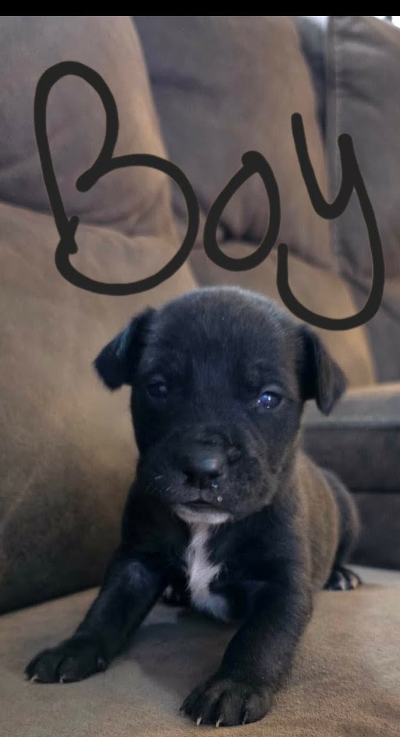 PUPPIES TO GOOD HOMES! image 6