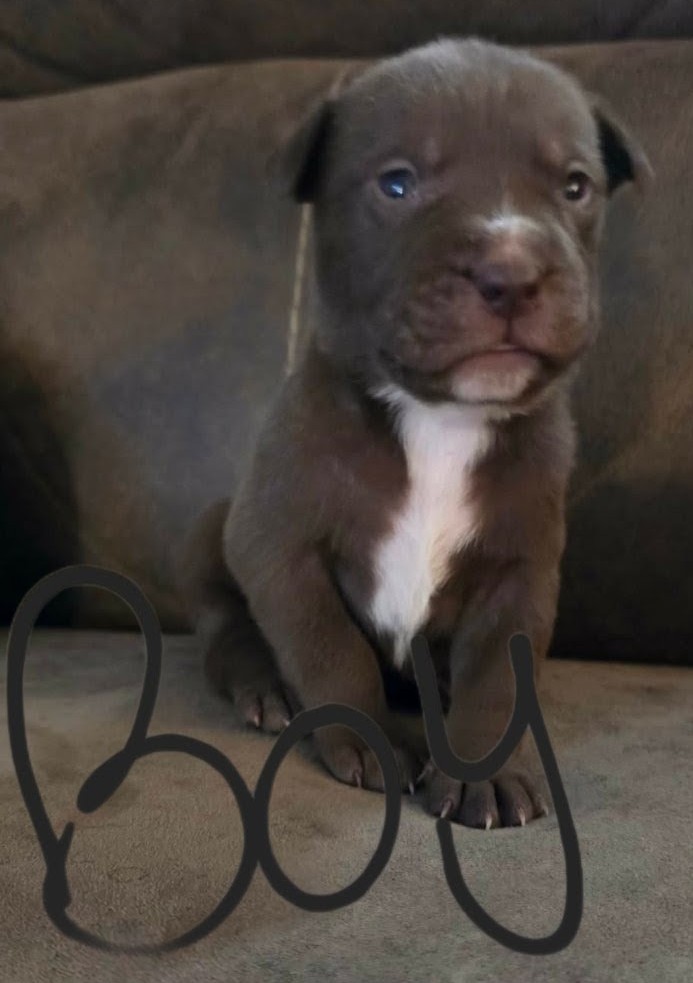 PUPPIES TO GOOD HOMES! image 5