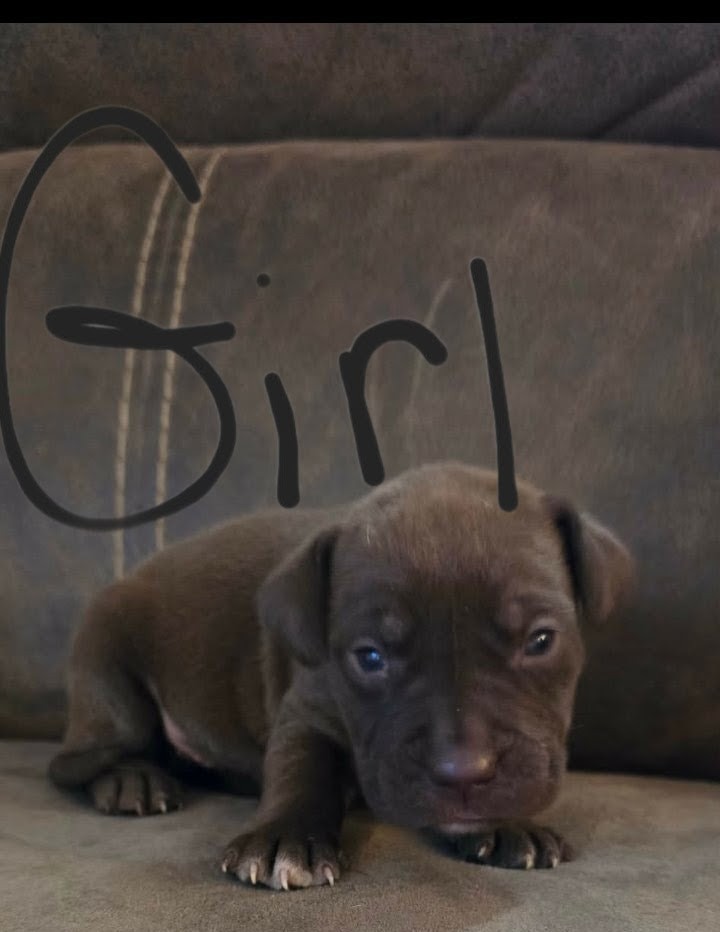 PUPPIES TO GOOD HOMES! image 4