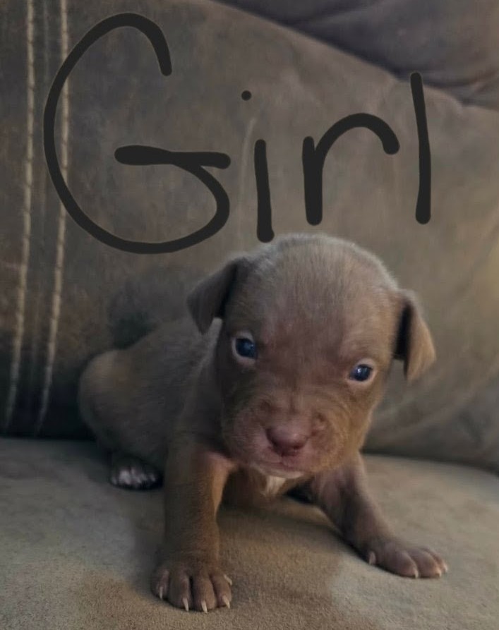 PUPPIES TO GOOD HOMES! image 3