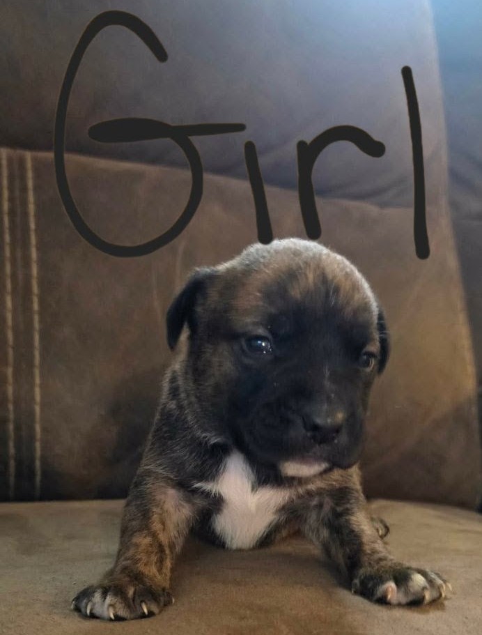 PUPPIES TO GOOD HOMES! image 2