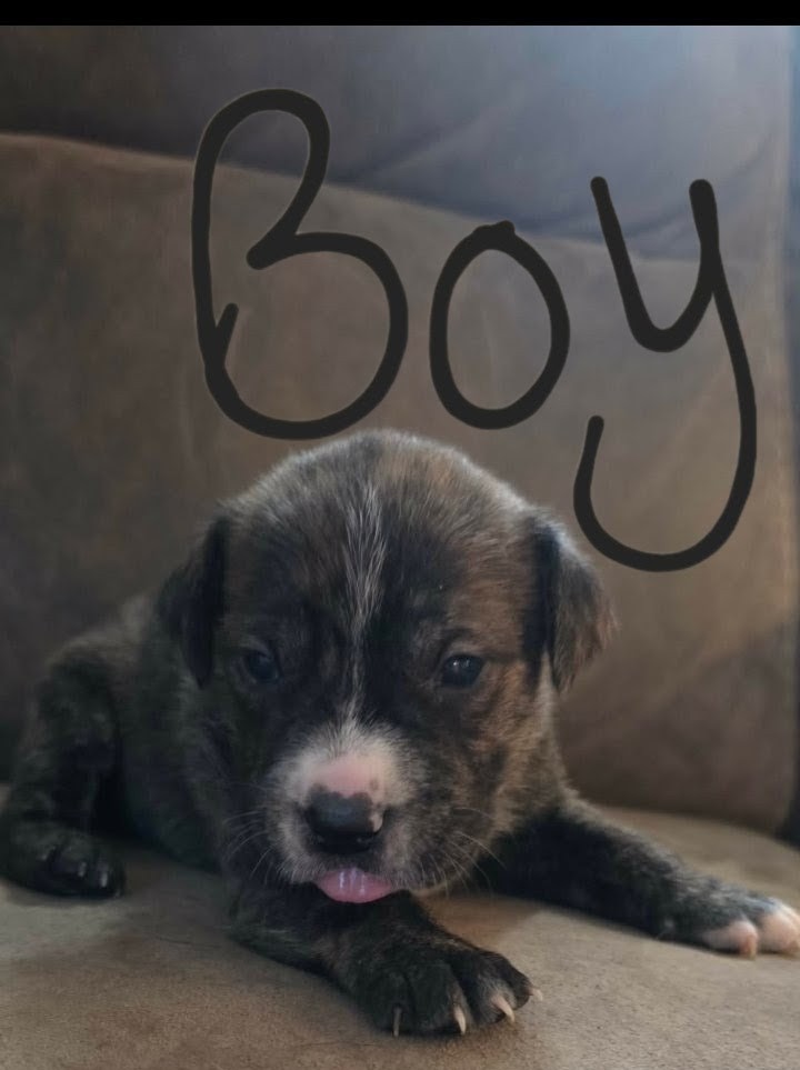 PUPPIES TO GOOD HOMES! image 1