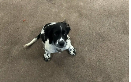Beautiful, fun-loving Sprocker Spaniel image 3