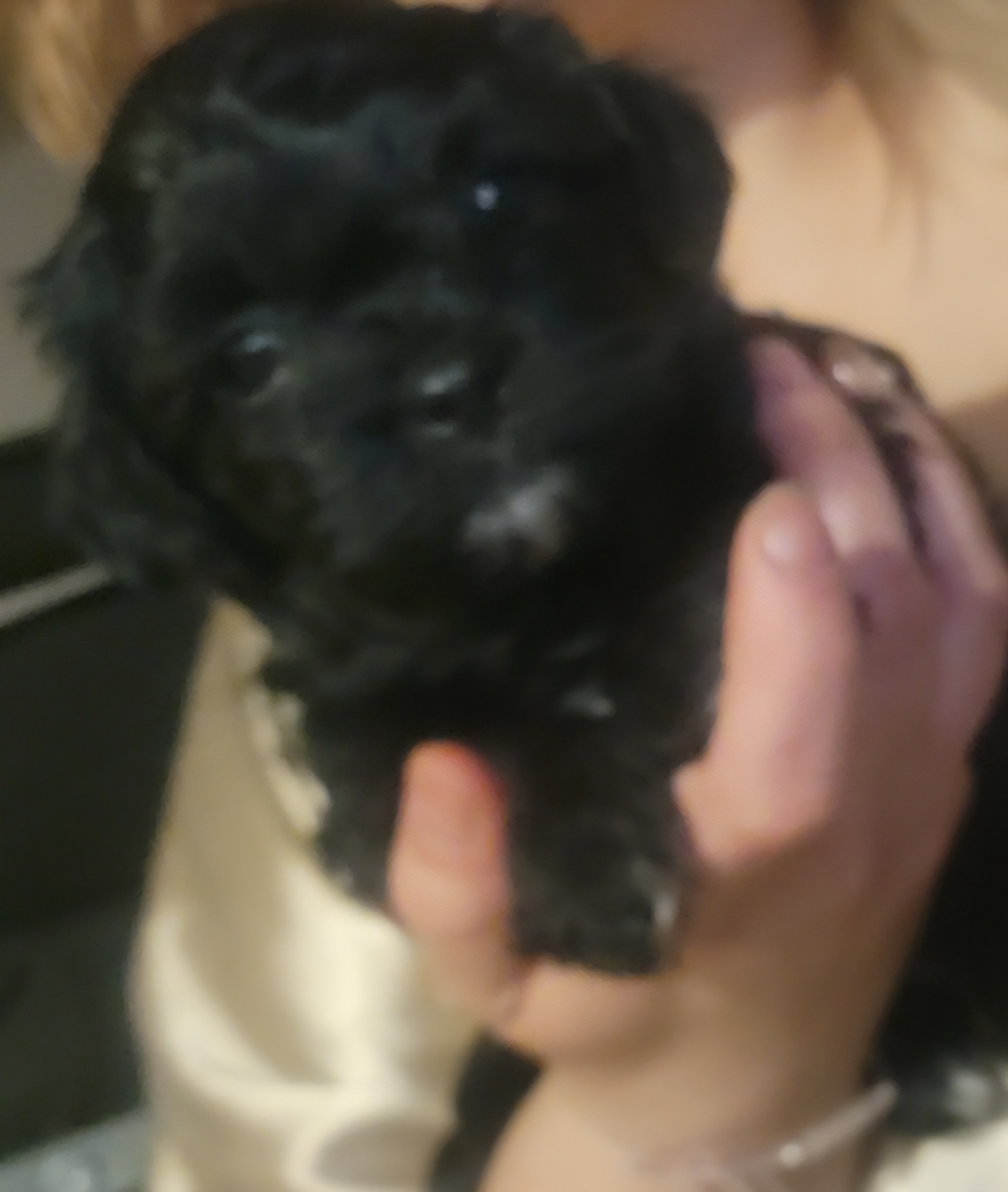 Bichpoo puppies image 4