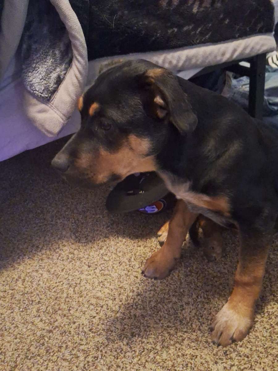 Rottweiler mixed puppies image 1