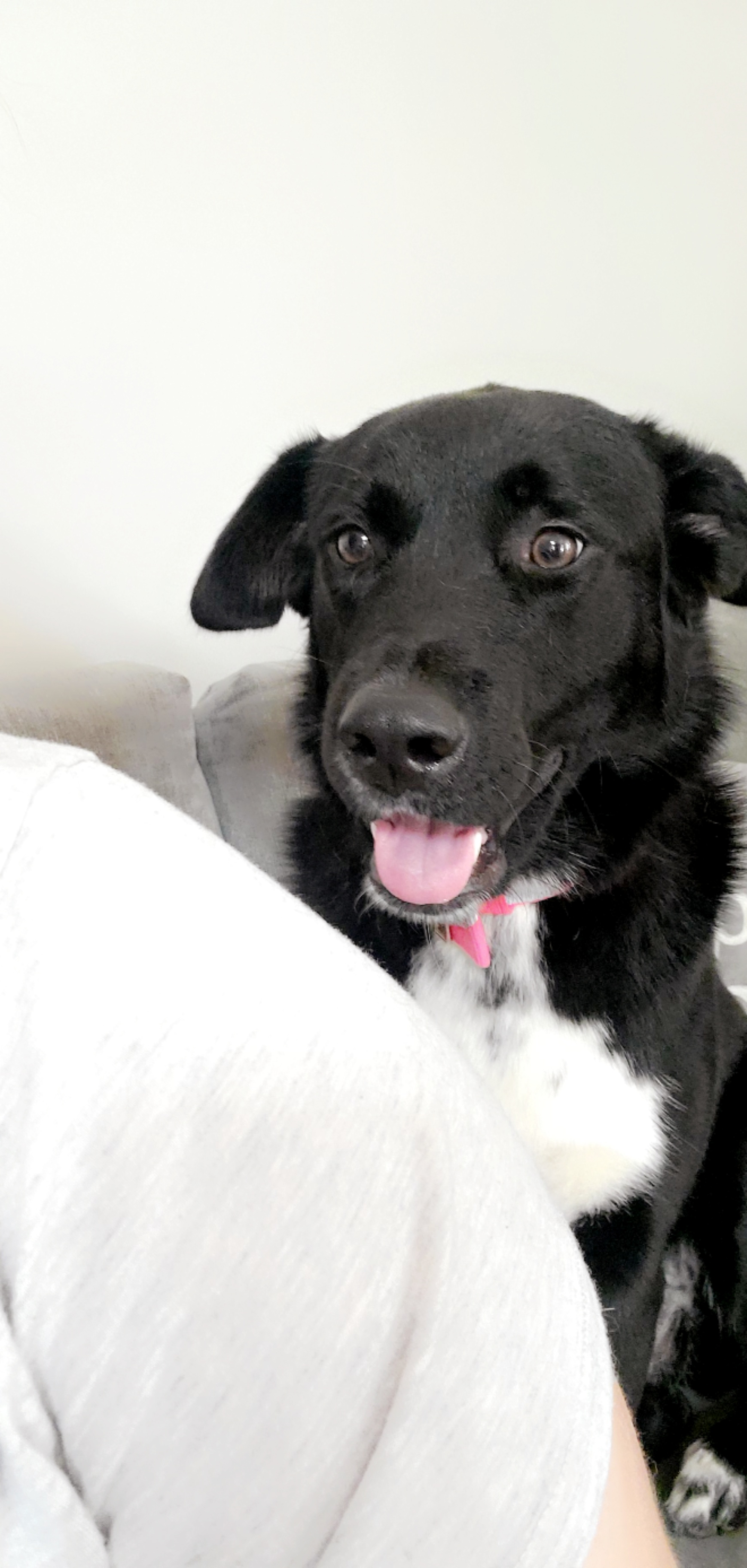 Akita Lab mix image 2