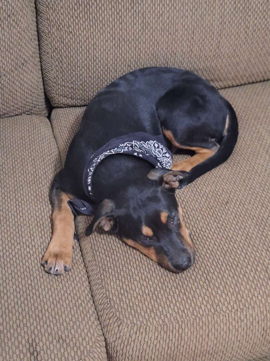 Rottweiler mixed puppies image 7