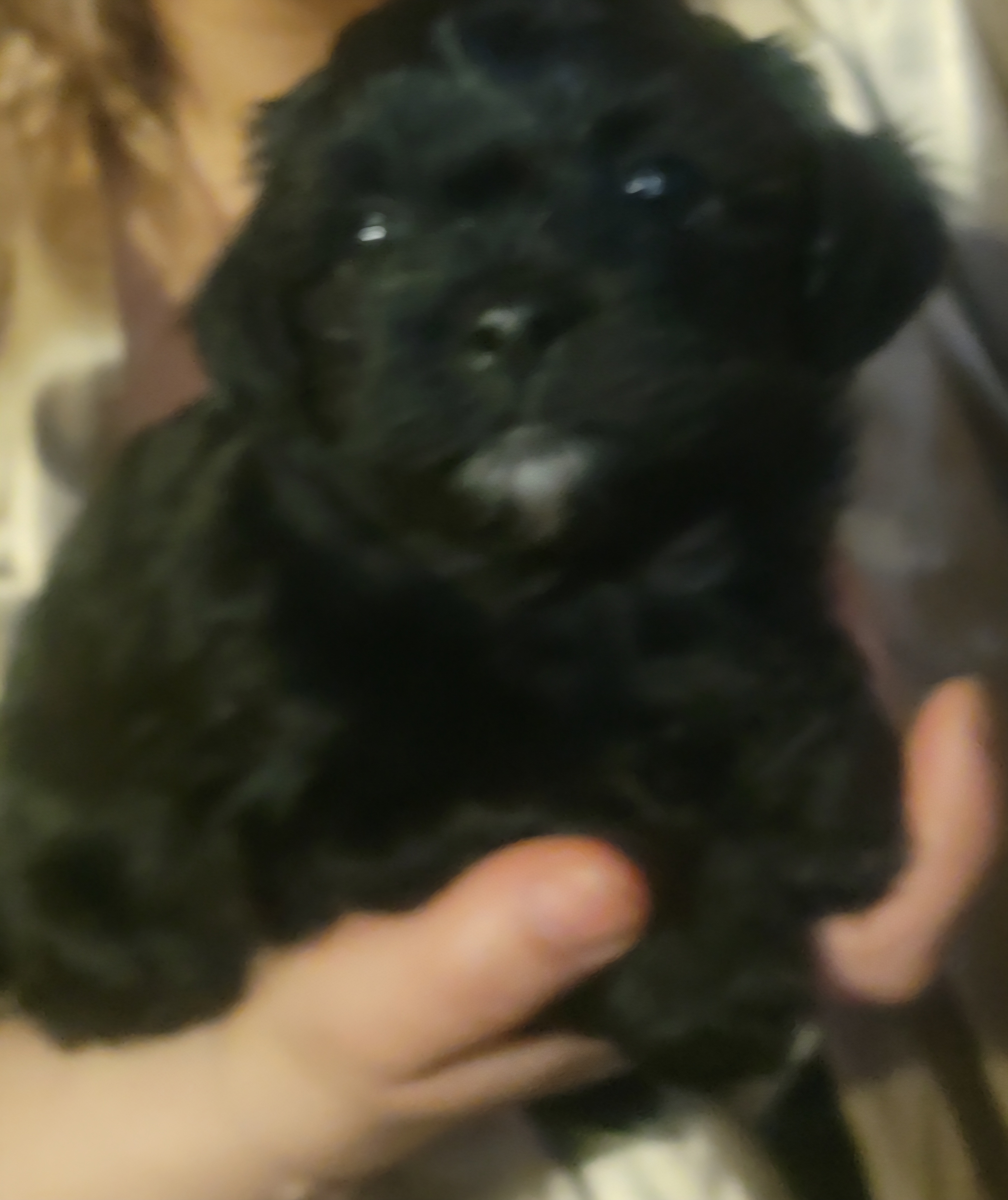 Bichpoo puppies image 3