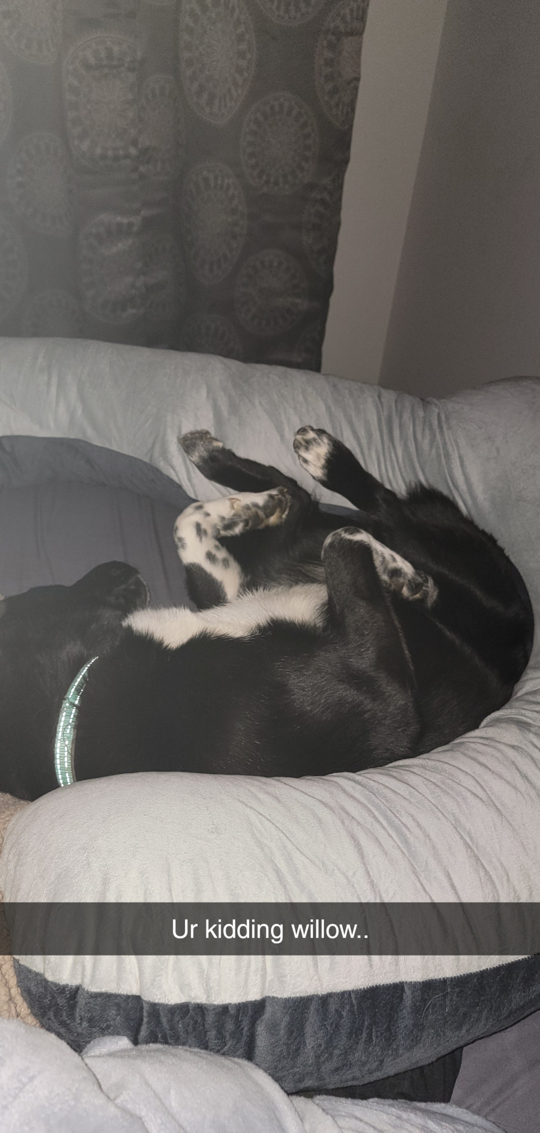 Akita Lab mix image 3