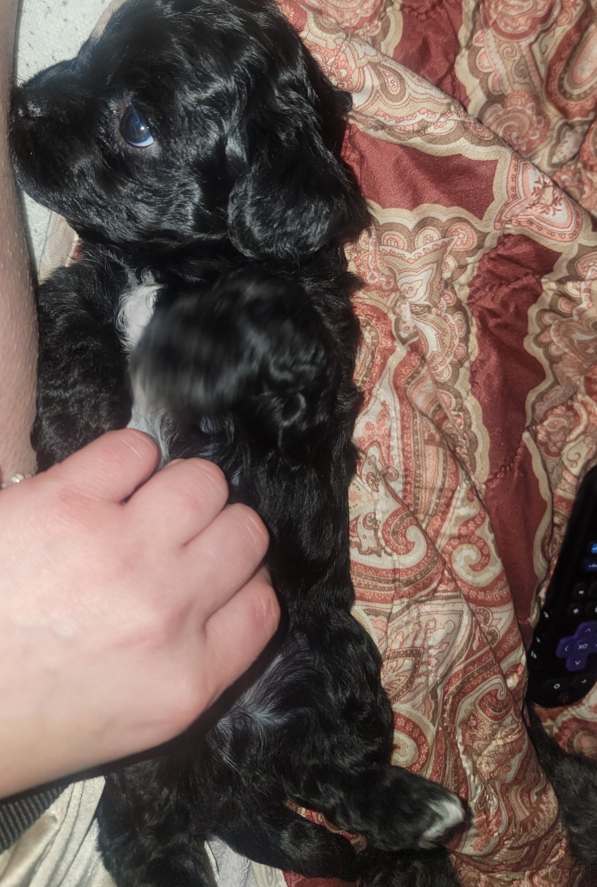 Bichpoo puppies image 5
