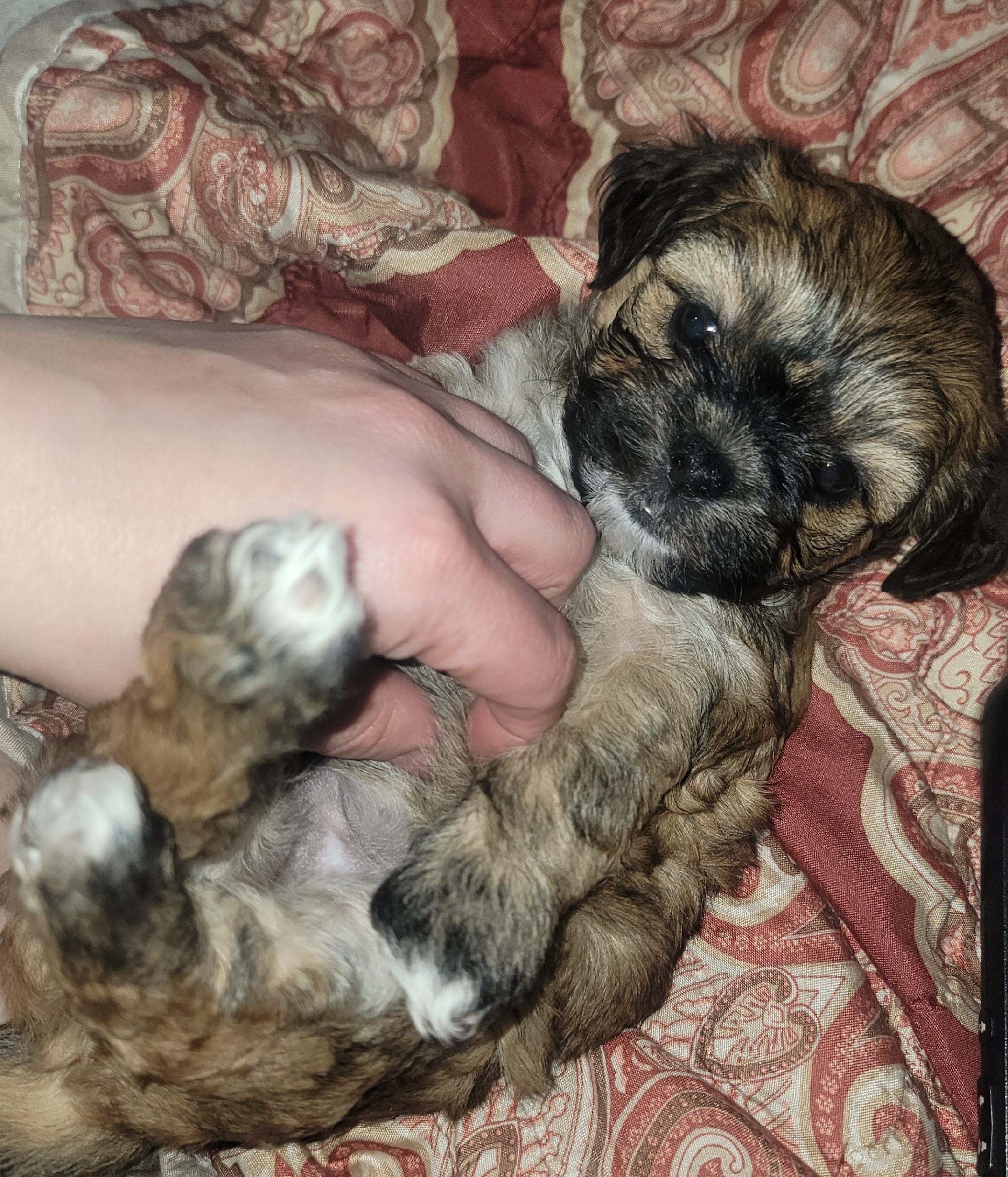 Bichpoo puppies image 1