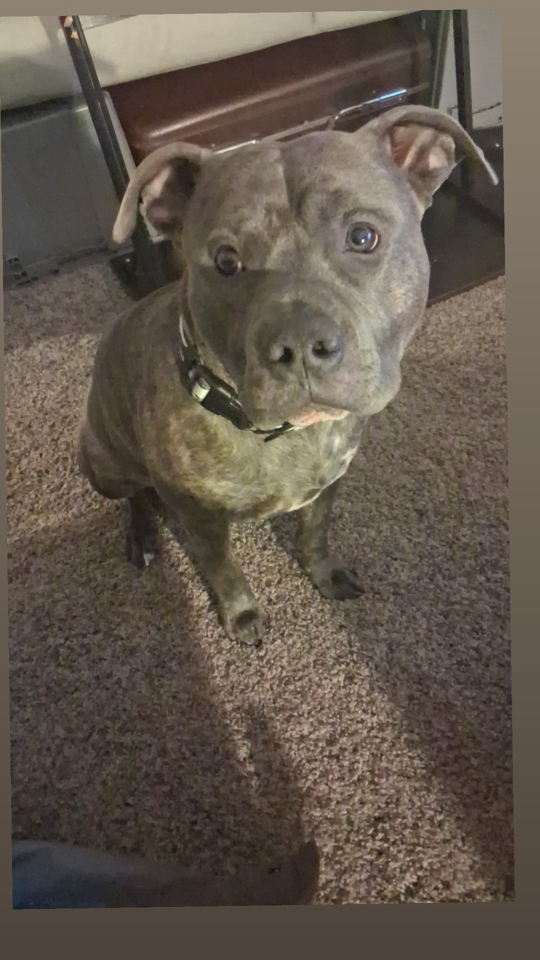 2 Male American Bully/Blue nose Pitbull image 7