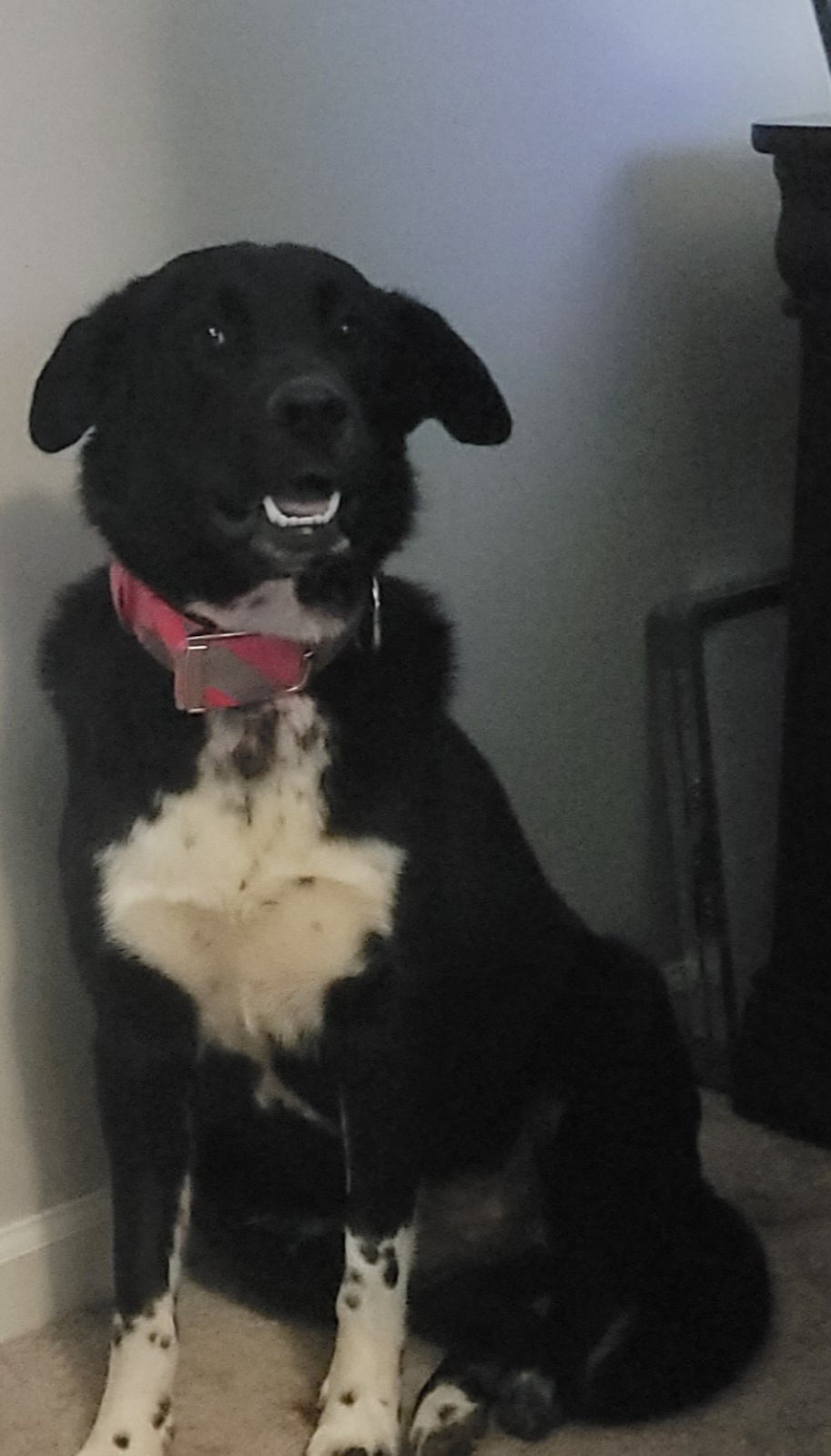 Akita Lab mix image 1