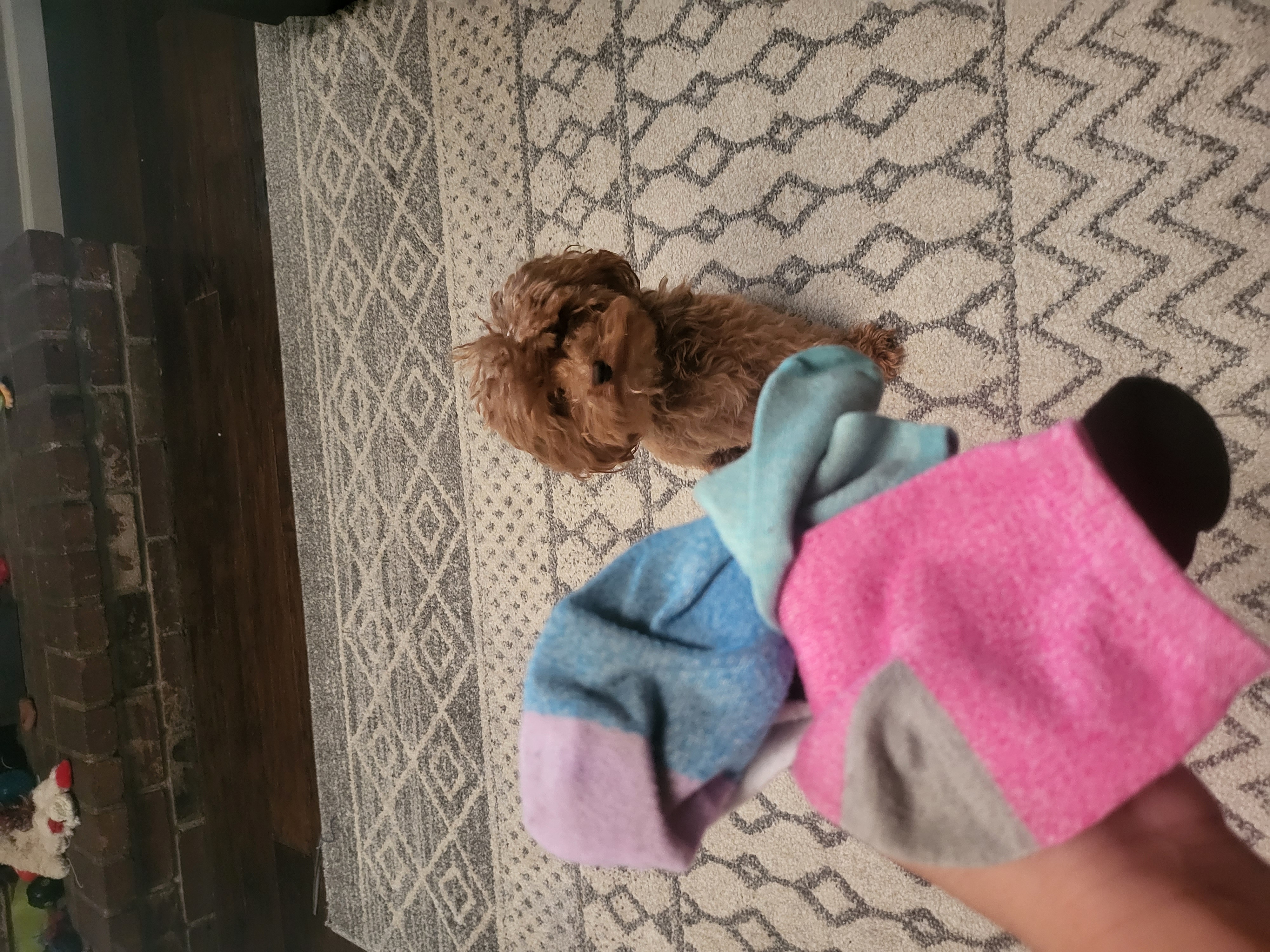 2 Dogs image 2
