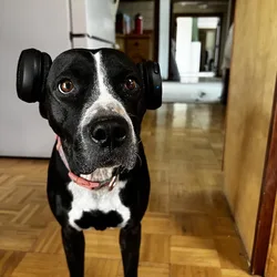 Sweet older dog for adoption