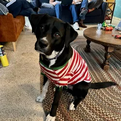 Sweet Playful Dog for adoption
