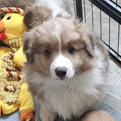 ACA Pembroke Welsh Corgi puppies