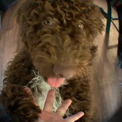 Rehoming Goldendoodle