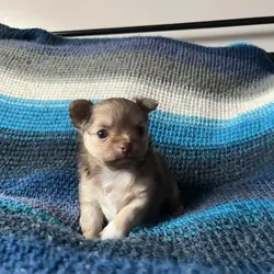 Chihuahua puppies