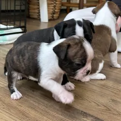 Boston terrier puppies