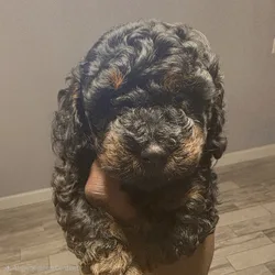 AKC Toy Poodles Puppies