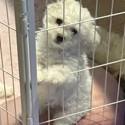 Bichon Frise(all adopted)will update for newlitter
