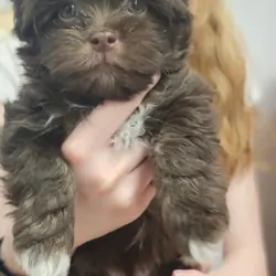 AKC 2 puppies