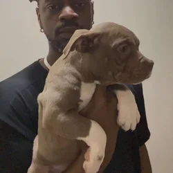 Classic American Bully females