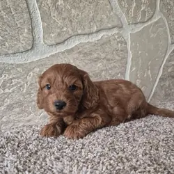 Dolly (cavapoo)