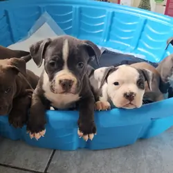 UKC Registered American Bully Puppies