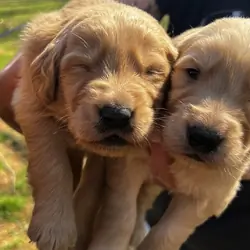 Golden Retriever puppies