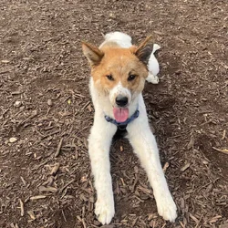 Rehome Benji