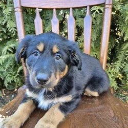 English Shepherd Lilly
