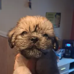 Pug Terrier Mix (Tuggies)