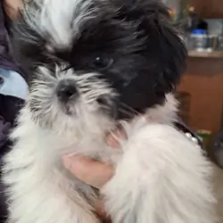 Sam-wise the Shitzu