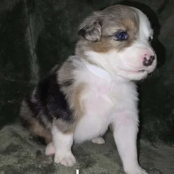 Australian shepherd puppies