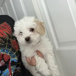 Havapoo/ Havanese-mini poodle