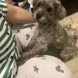 Rehoming puppy