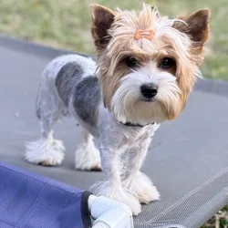 Betty White is an eight month old Parti colored Yo