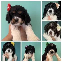 Cocker spaniel