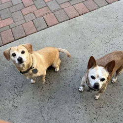 Rehoming 2 Mix Terrier Dogs