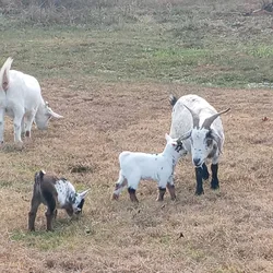Goat's,  chickens, ducks drake & hens