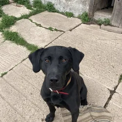 AKC Black Lab hunting 5 yr old